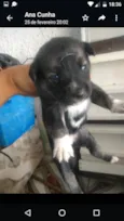 Cães husck mas não são puros só a mãe e