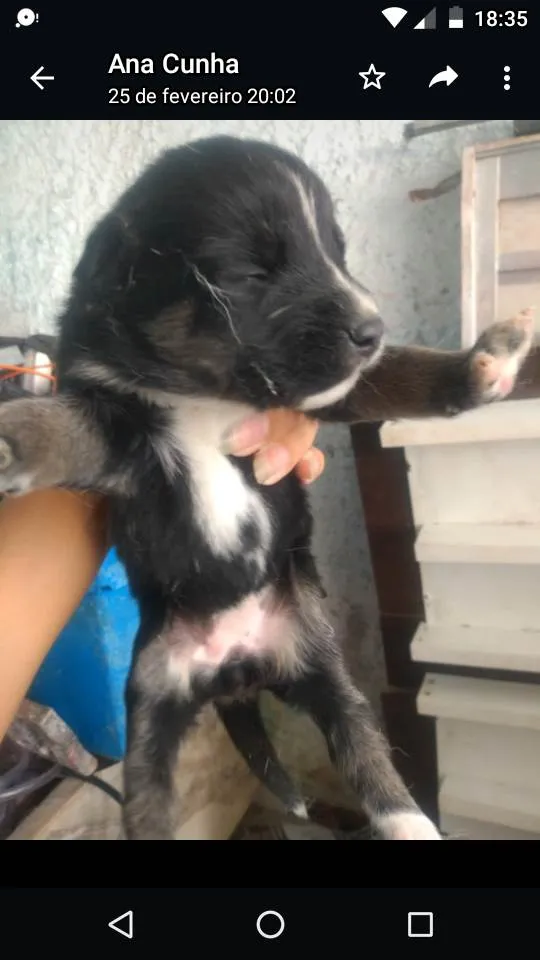 Cachorro ra a Husck com vira lata  idade Abaixo de 2 meses nome Cães husck mas não são puros só a mãe e 