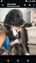 Cães husck mas não são puros só a mãe e