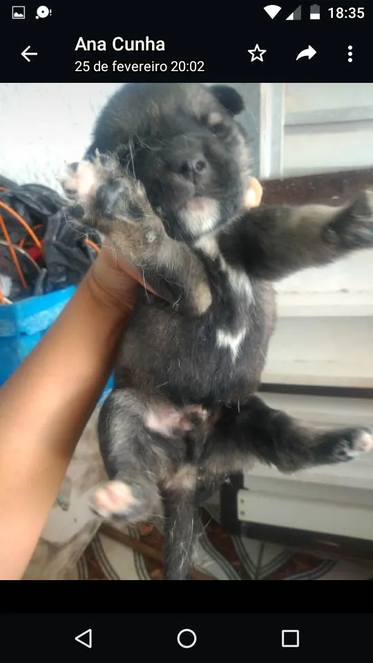 Cachorro ra a Husck com vira lata  idade Abaixo de 2 meses nome Cães husck mas não são puros só a mãe e 