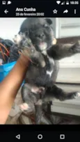Cães husck mas não são puros só a mãe e
