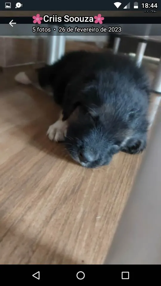 Cachorro ra a SRD-ViraLata idade 2 a 6 meses nome São filhotes de labrador pai mestiço a rotwailer 