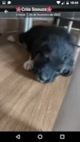 São filhotes de labrador pai mestiço a rotwailer