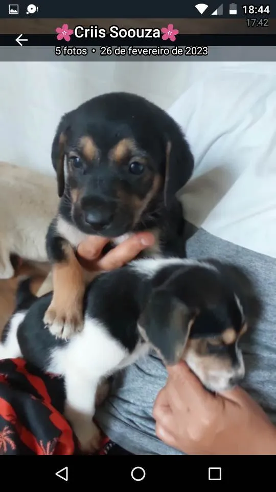 Cachorro ra a SRD-ViraLata idade 2 a 6 meses nome São filhotes de labrador pai mestiço a rotwailer 