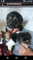 São filhotes de labrador pai mestiço a rotwailer