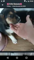 São filhotes de labrador pai mestiço a rotwailer
