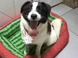 Cachorro raça SRD-ViraLata idade 2 a 6 meses nome Bella bb5meses 