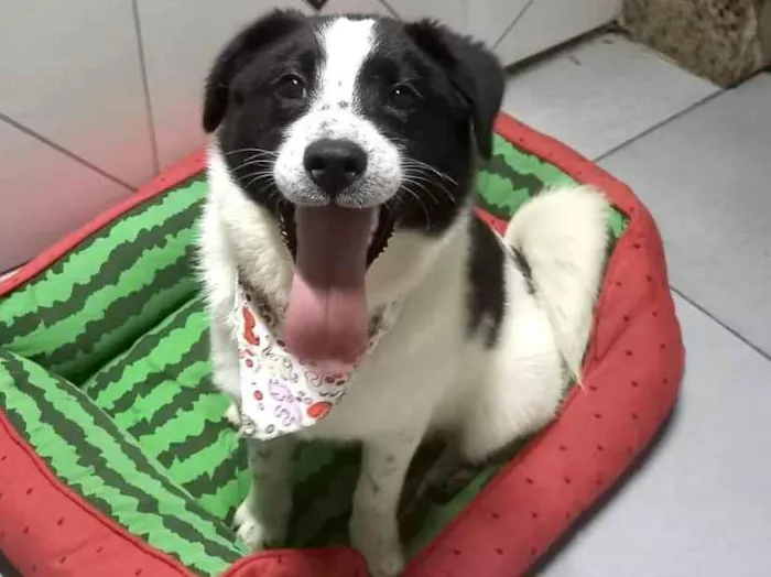 Cachorro raça SRD-ViraLata idade 2 a 6 meses nome Bella bb5meses 