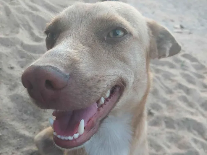 Cachorro ra a SRD-ViraLata idade 4 anos nome Bolinho 