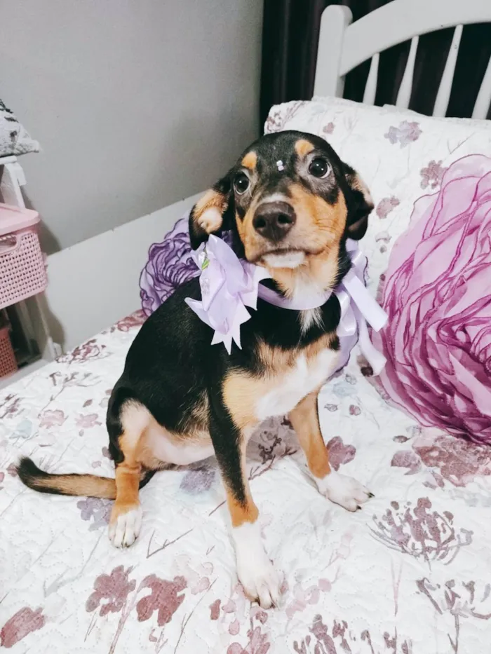 Cachorro ra a Srd idade 2 a 6 meses nome Ruby