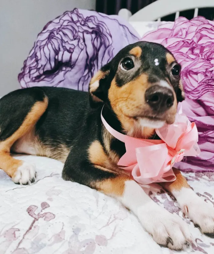 Cachorro ra a Srd idade 2 a 6 meses nome Ruby