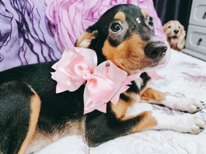 Cachorro ra a Srd idade 2 a 6 meses nome Ruby