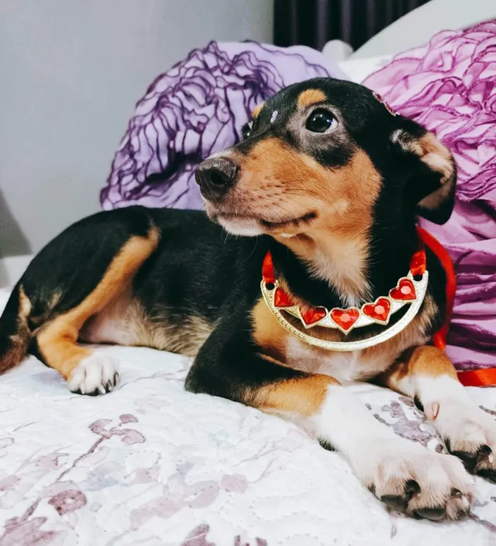 Cachorro ra a Srd idade 2 a 6 meses nome Ruby