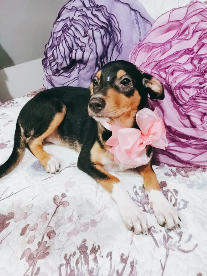 Cachorro ra a Srd idade 2 a 6 meses nome Ruby
