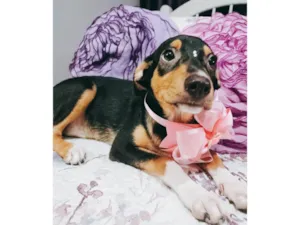 Cachorro raça Srd idade 2 a 6 meses nome Ruby