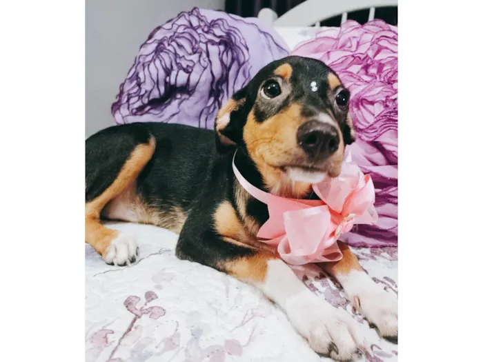 Cachorro ra a Srd idade 2 a 6 meses nome Ruby