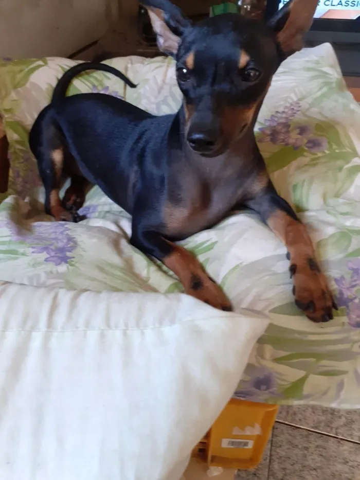 Cachorro ra a SRD-ViraLata idade 7 a 11 meses nome Betinho