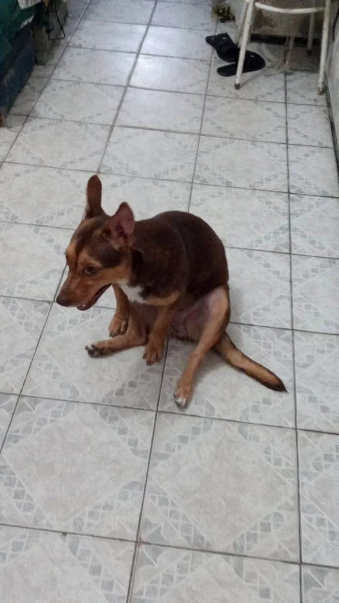 Cachorro ra a SRD-ViraLata idade 1 ano nome Mel