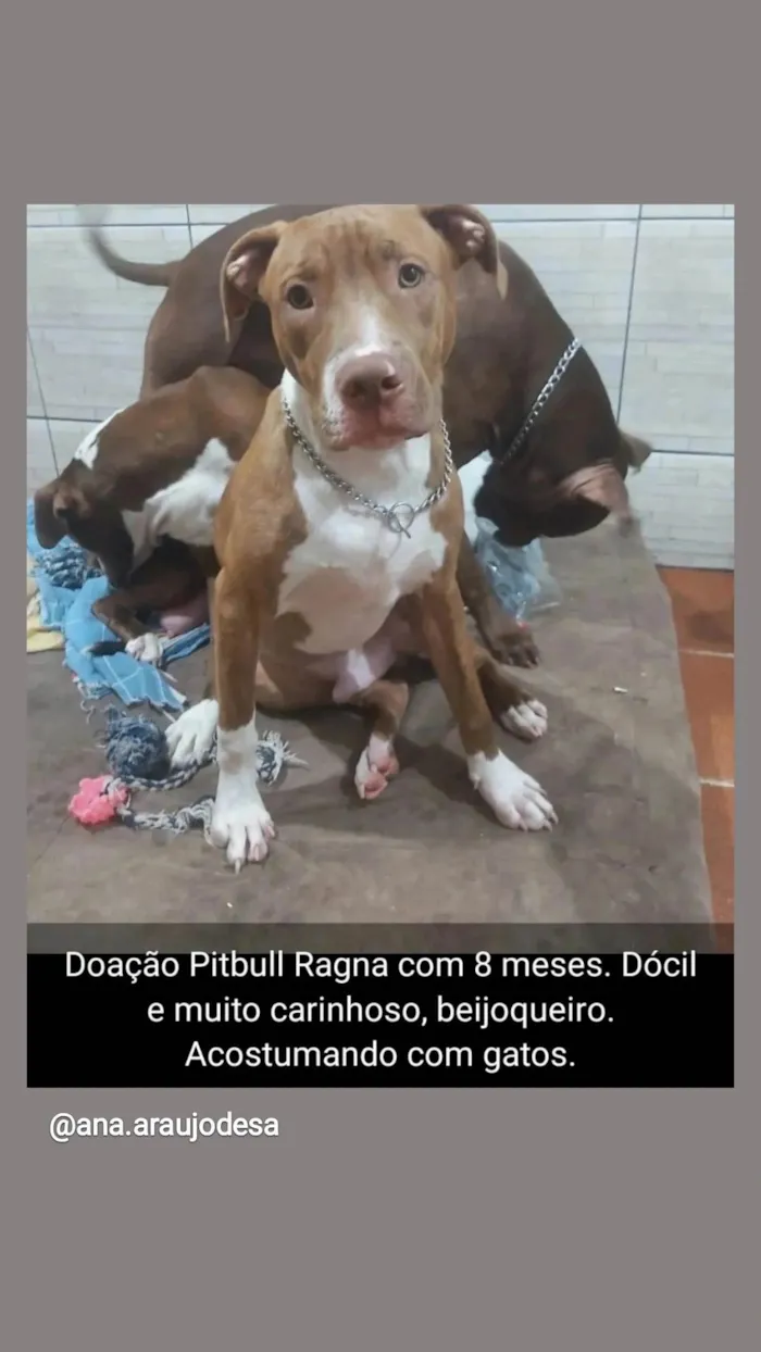 Cachorro ra a Pit-Bull idade 7 a 11 meses nome Ragna