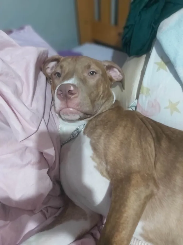 Cachorro ra a Pit-Bull idade 7 a 11 meses nome Ragna