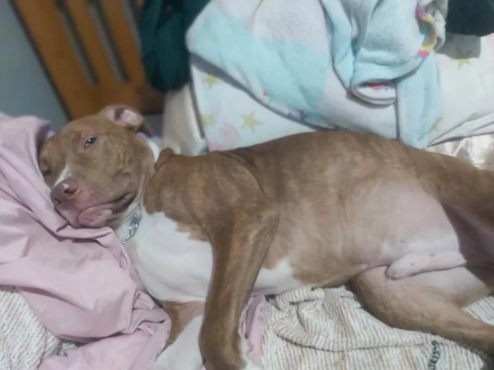 Cachorro ra a Pit-Bull idade 7 a 11 meses nome Ragna