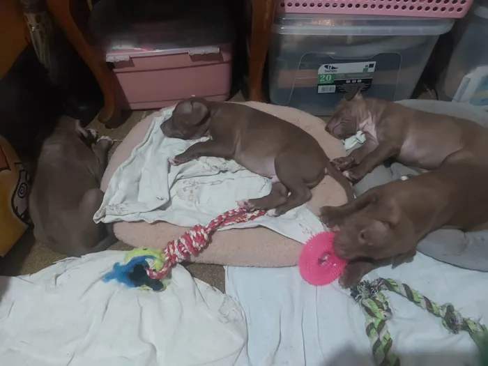 Cachorro ra a Pit-Bull idade Abaixo de 2 meses nome Sem nome