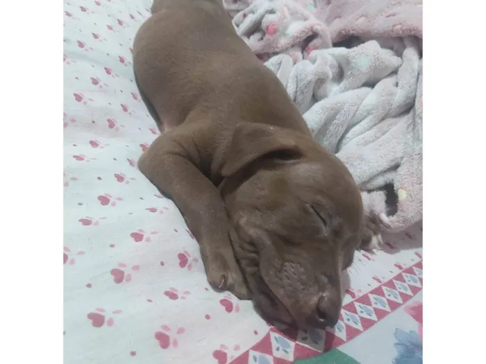 Cachorro ra a Pit-Bull idade Abaixo de 2 meses nome Sem nome