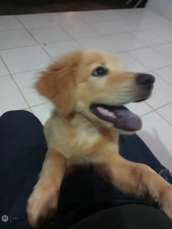 Cachorro ra a SRD-ViraLata idade 2 a 6 meses nome Max