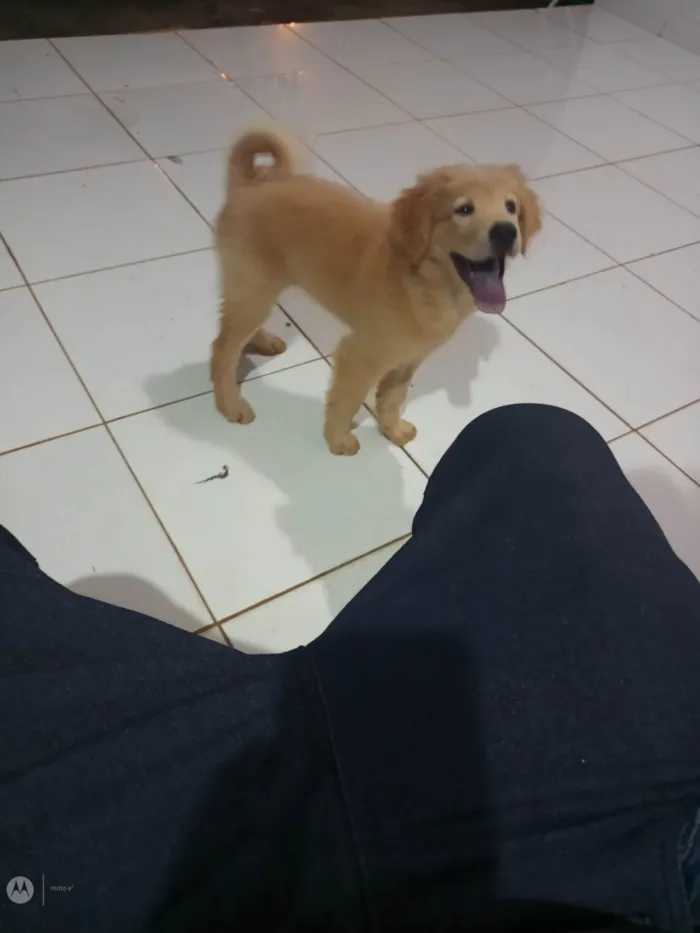 Cachorro ra a SRD-ViraLata idade 2 a 6 meses nome Max