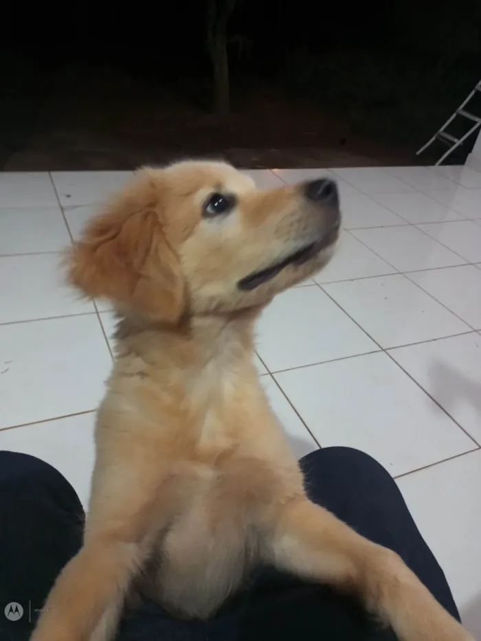 Cachorro ra a SRD-ViraLata idade 2 a 6 meses nome Max