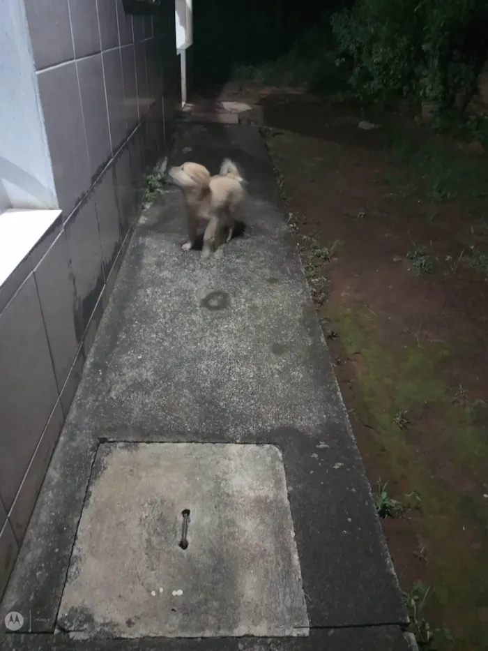 Cachorro ra a SRD-ViraLata idade 2 a 6 meses nome Max
