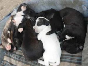 Cachorro raça SRD-ViraLata idade 2 a 6 meses nome Não tem nome 