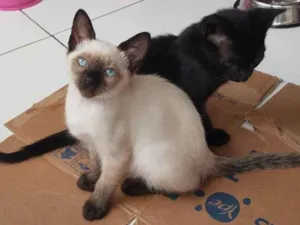 Gato raça Siamês idade 2 a 6 meses nome Sagwa