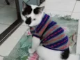 Floquinho