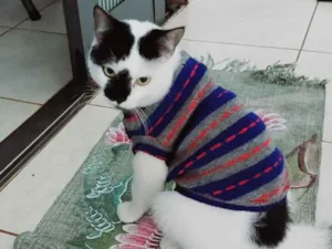 Gato raça  idade  nome Floquinho