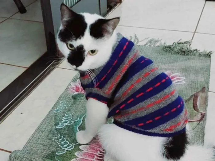 Gato ra a  idade  nome Floquinho