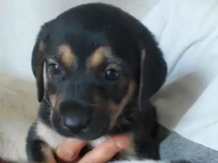 Cachorro ra a SRD-ViraLata idade 2 a 6 meses nome São filhotes de labrador pai mestiço a rotwailer 