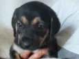 São filhotes de labrador pai mestiço a rotwailer