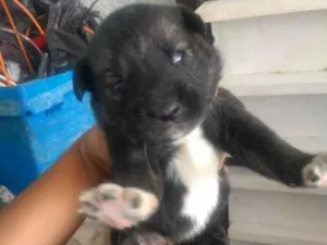 Cachorro raça Husck com vira lata  idade Abaixo de 2 meses nome Cães husck mas não são puros só a mãe e 