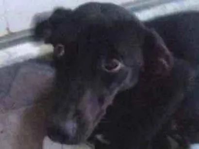 Cachorro raça nao sei idade 2 anos nome nao sei