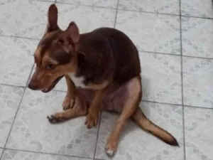 Cachorro raça SRD-ViraLata idade 1 ano nome Mel