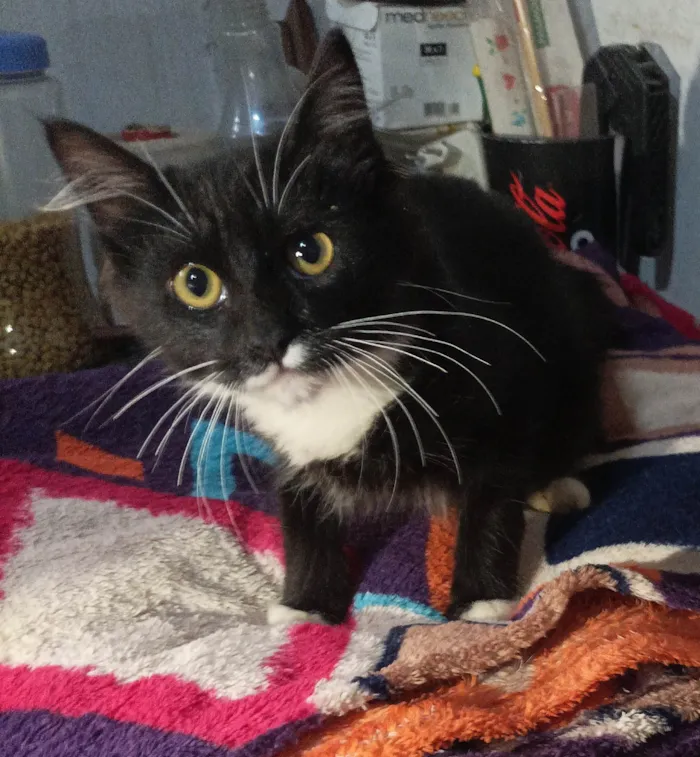 Gato raça SRD-ViraLata idade 2 a 6 meses nome Luan