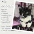 Gato raça SRD-ViraLata idade 2 a 6 meses nome Otávio 