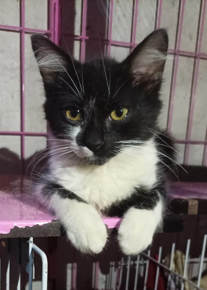 Gato raça SRD-ViraLata idade 2 a 6 meses nome Otávio 