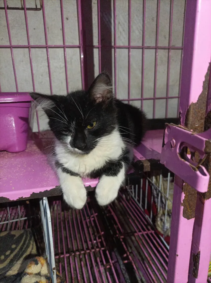 Gato raça SRD-ViraLata idade 2 a 6 meses nome Otávio 