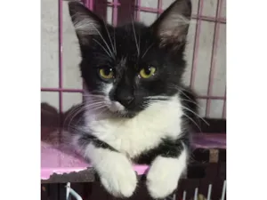 Gato raça SRD-ViraLata idade 2 a 6 meses nome Otávio 