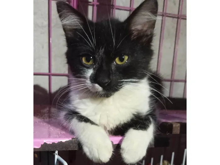 Gato raça SRD-ViraLata idade 2 a 6 meses nome Otávio 