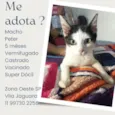 Gato raça SRD-ViraLata idade  nome Peter