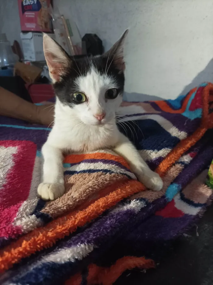 Gato raça SRD-ViraLata idade  nome Peter