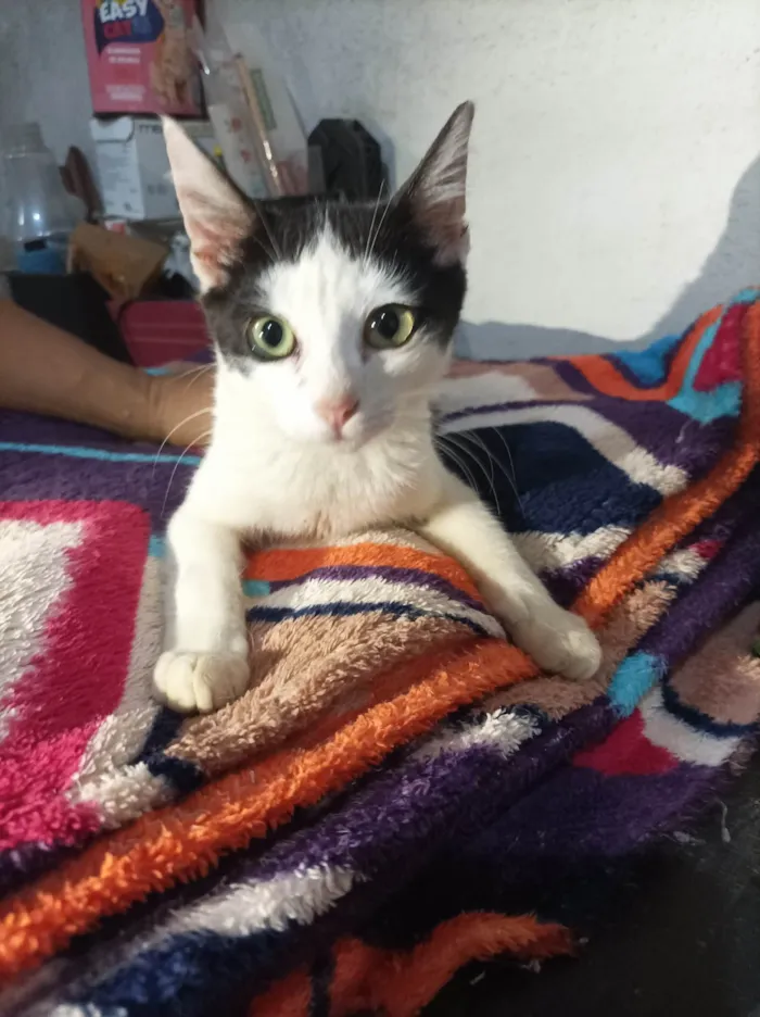 Gato raça SRD-ViraLata idade  nome Peter